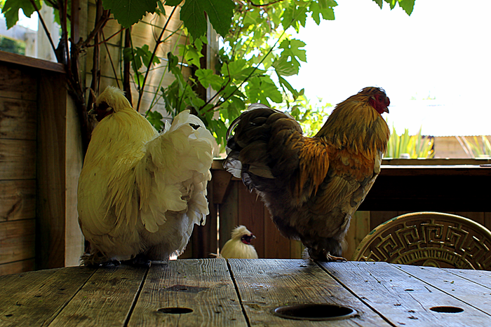 It raining hen!